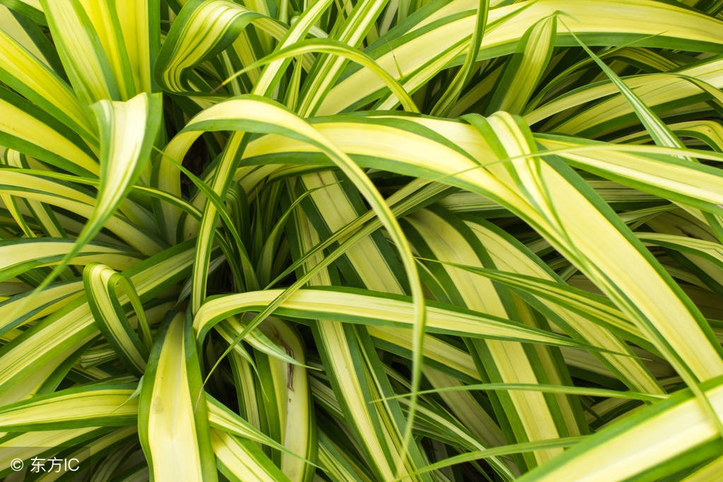 适宜在办公室养的大型花卉,45种常见花卉盆栽的养殖技巧