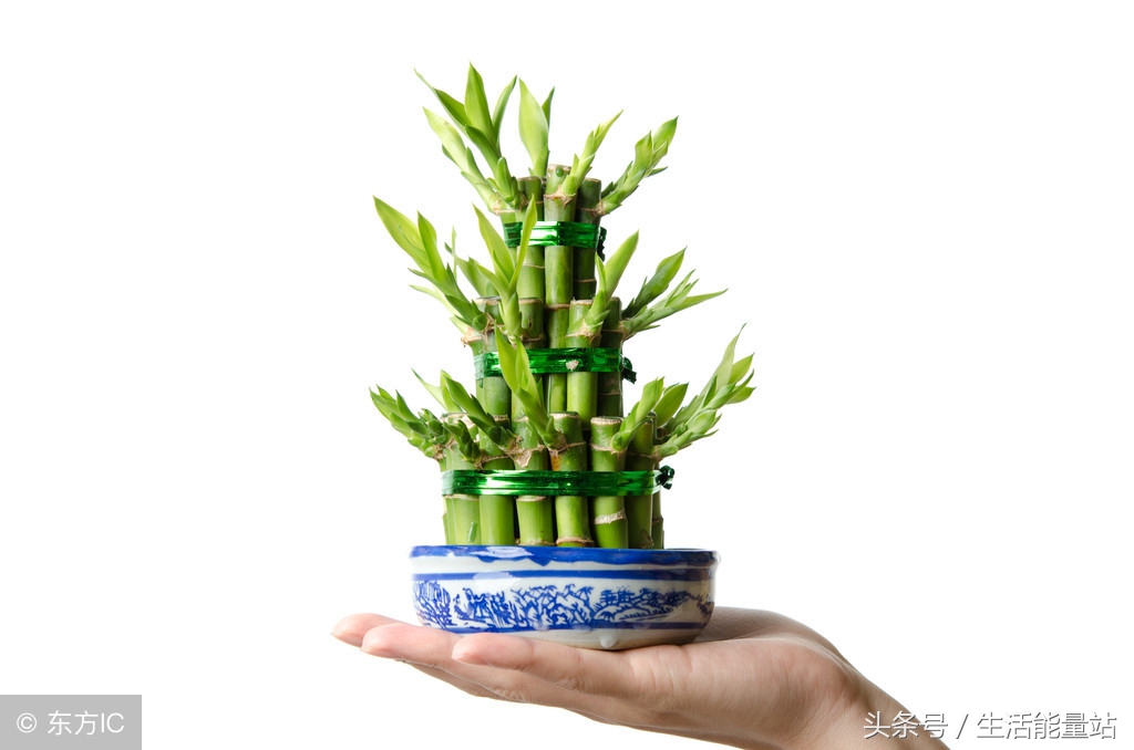 家庭种的绿植可以吸收雾霾吗,雾霾天气室内养什么植物好