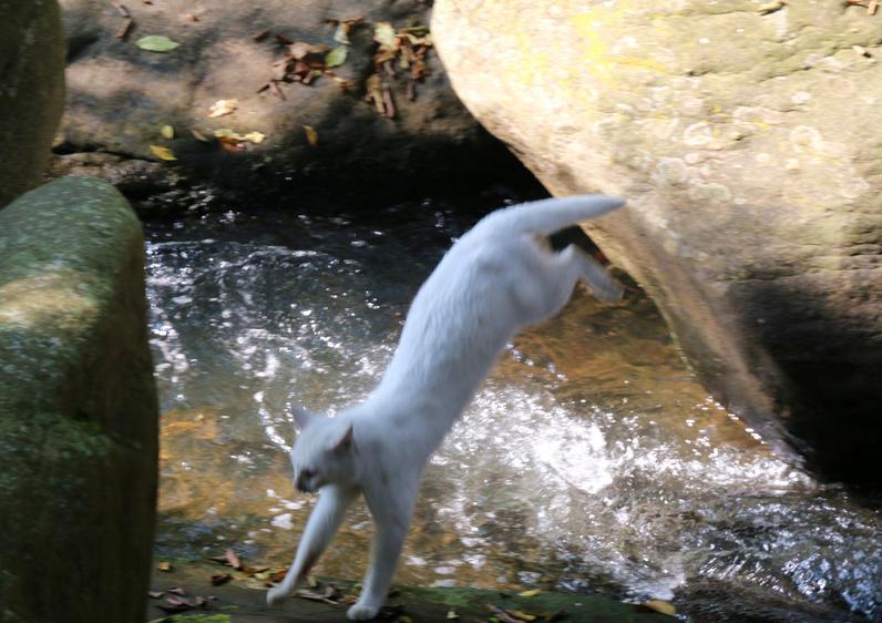 为什么有的猫咪不怕洗澡,为什么猫咪都不能洗澡呢