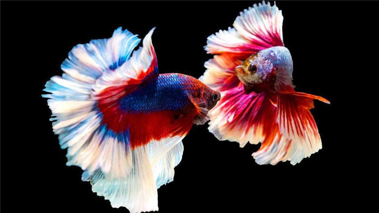 斗鱼生病要怎么治疗尾巴缺损,斗鱼越养越没活力了