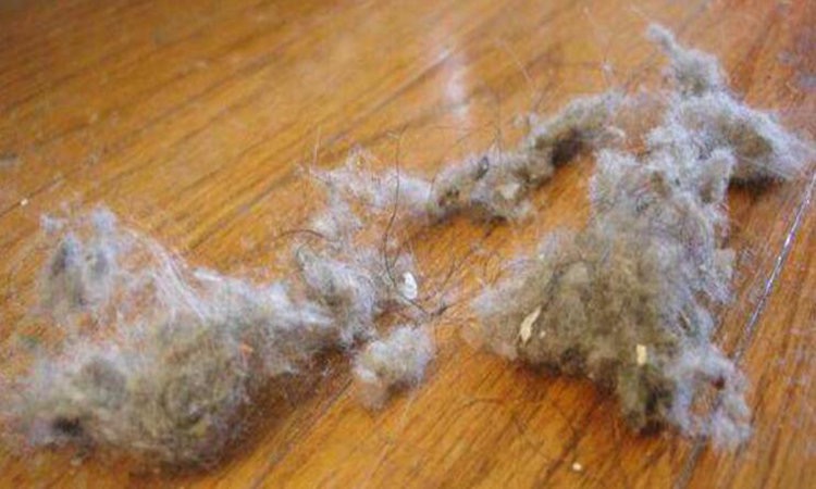 家里灰尘多毛絮大怎么清理干净,家里很多灰尘和衣物的细毛