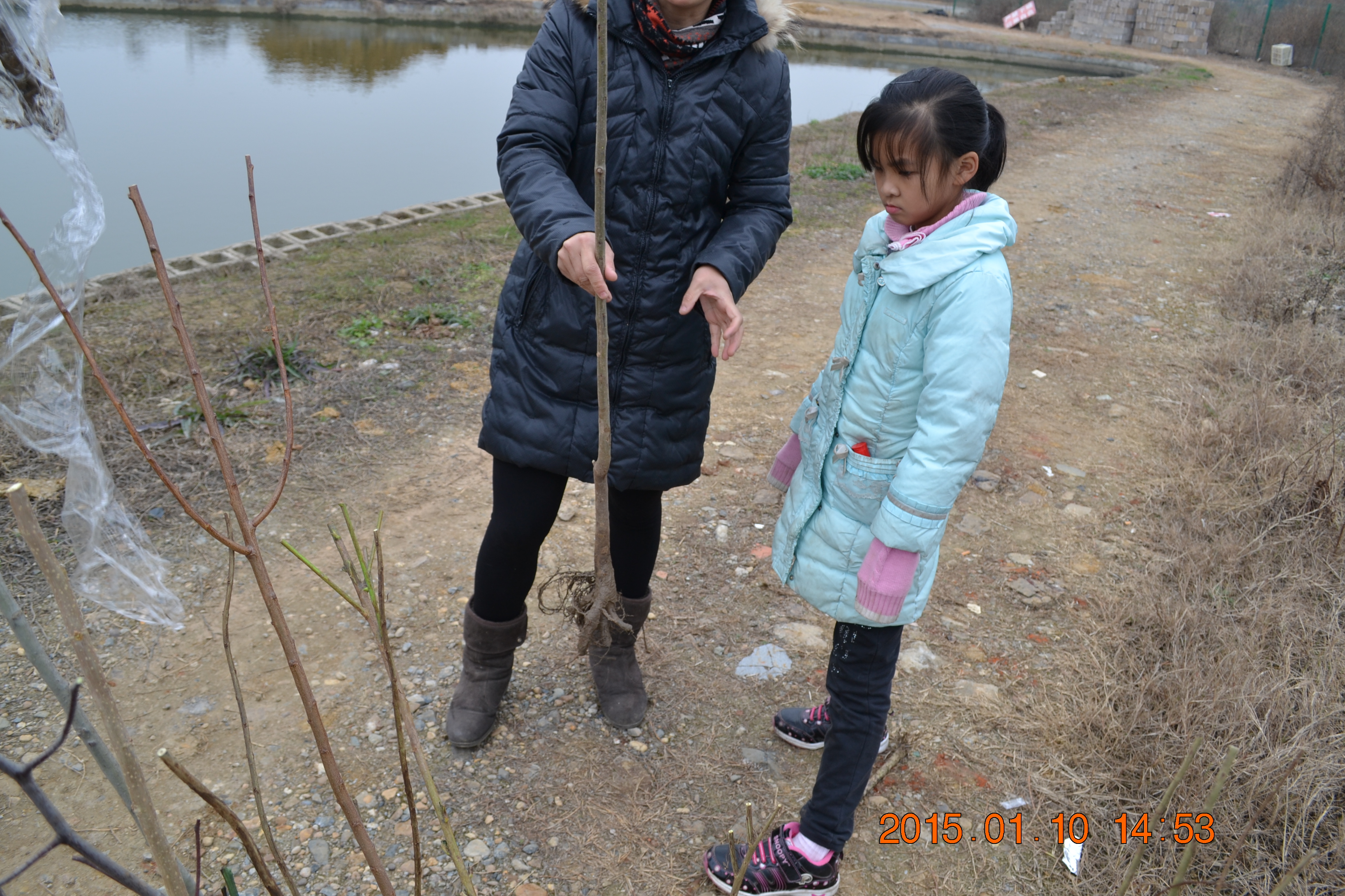 湖南最好的锦鲤养殖基地,湘潭锦鲤养殖
