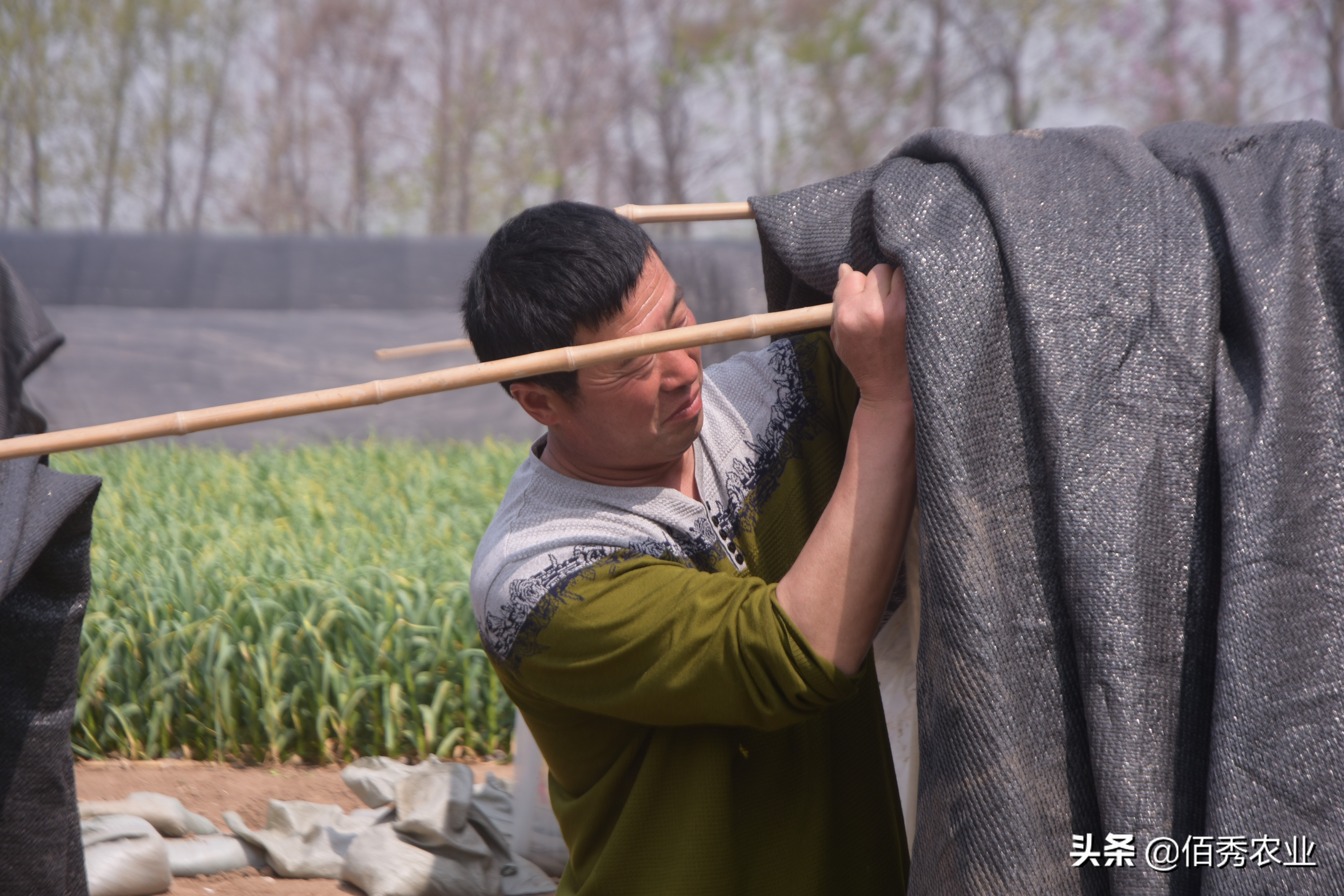 有没有大型养殖公司找农户合作的,有企业专门收散养的鸡吗