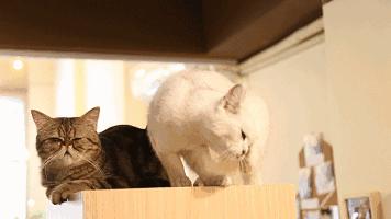 养英短千万不能做的事,英短猫为啥不适合养