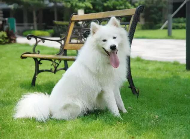 推荐各种狗狗的类型,10种有型罕见的狗狗