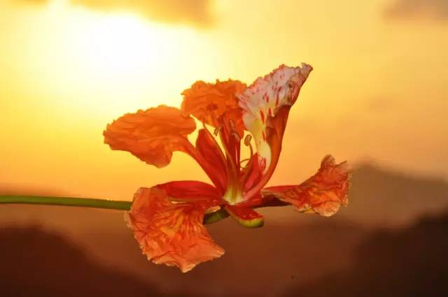 毕业季的凤凰花和栀子花,毕业季凤凰花开的时候