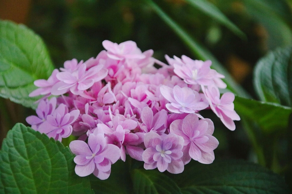我养的花有点叶子不绿了怎么办,绣球的花苞枯萎怎么办修剪