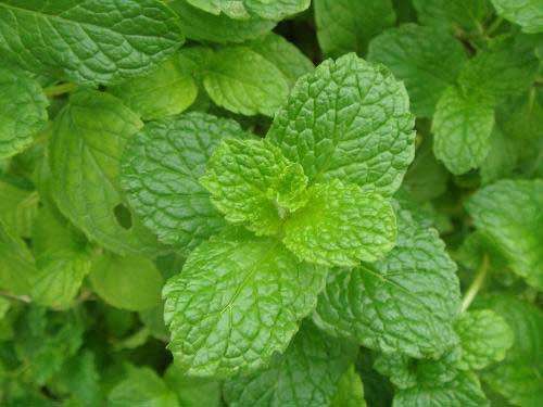 种植草一亩能赚多少钱,农田种植什么草好赚钱呢