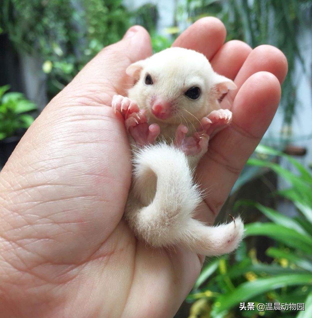 蜜袋鼯弃养可以喝羊奶吗,蜜袋鼯被弃养原因