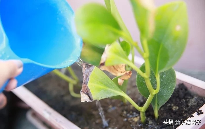 植物浇水浇的次数太多会怎样,植物浇水太多怎么补救