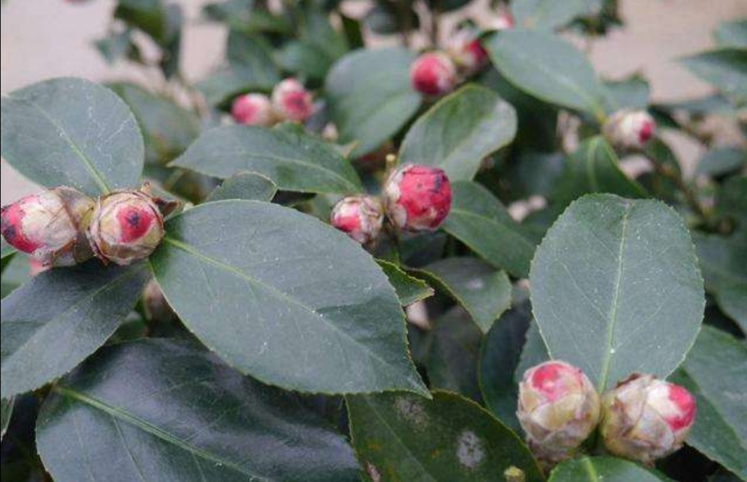 香妃茶花掉叶掉花苞是怎么回事,茶花叶铁锈色花苞一碰就掉怎么办