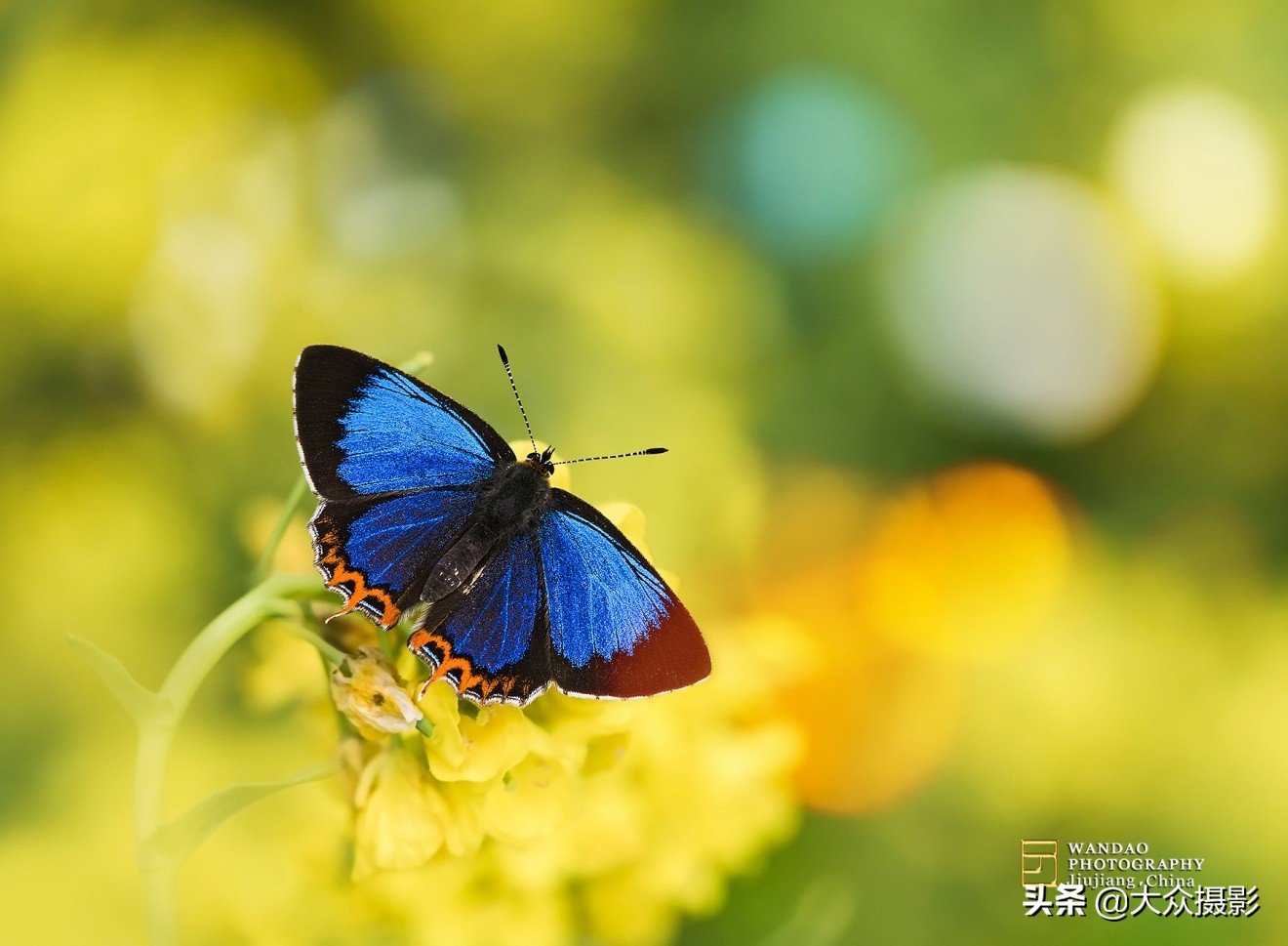 他7年专注拍蝴蝶,获“蝶痴”、“蝶仙”雅号