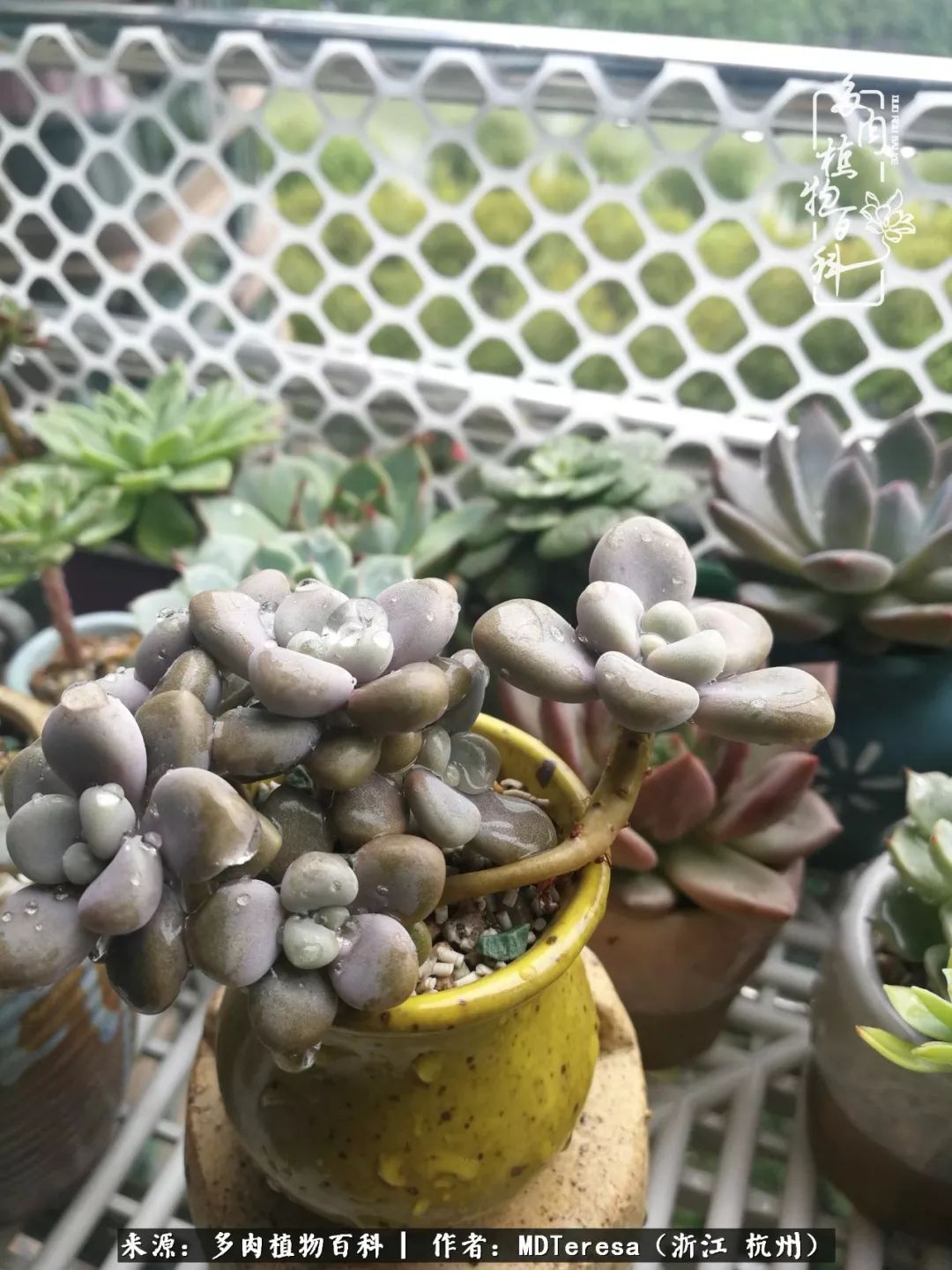 养好能养好的才是王道！期待多肉们的华丽转身