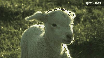 靠假棉花，蒙了国人94年！嘴上爱国的老字号，何时能为国争光？