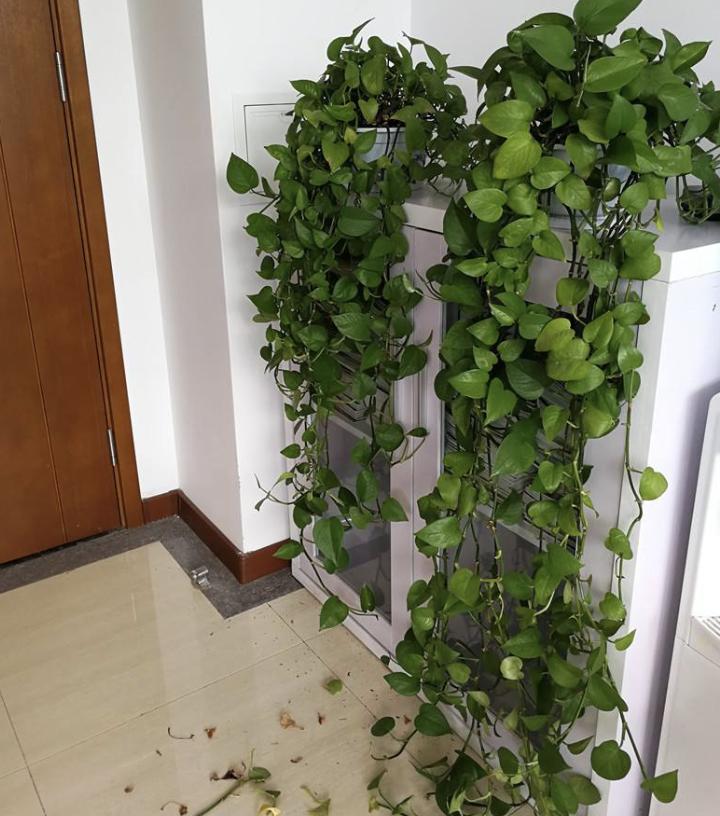 养的绿萝会爬墙,绿萝爬墙经验