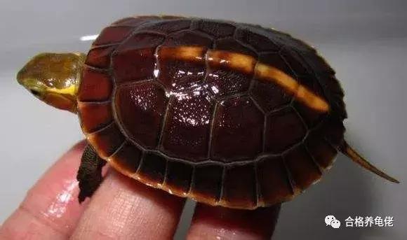 龟最大的天敌是谁,龟是清道夫的天敌吗