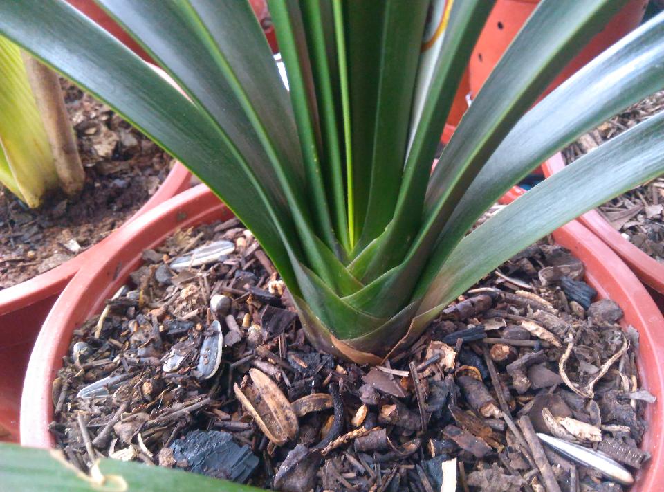 养君子兰二十年心得,养君子兰基本常识