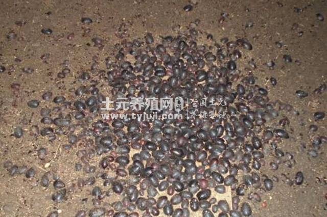 土元养殖技术及回收价格,云南普洱养殖土元哪家好