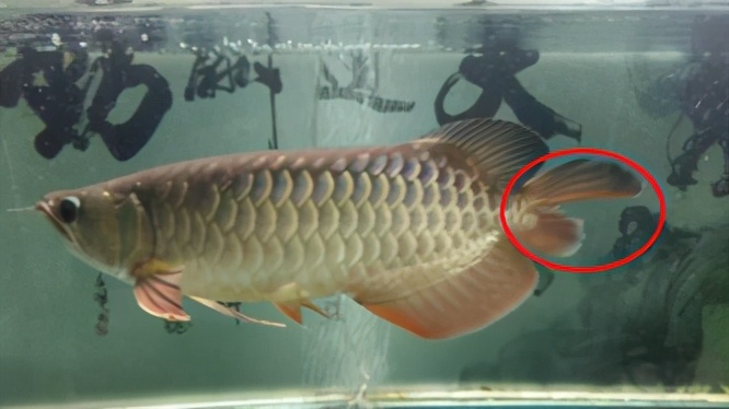 小龙鱼疾病,龙鱼突发疾病