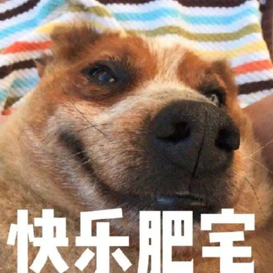 狗狗正常吃饭营养也够但还是瘦,狗狗基因取决于母系还是父系