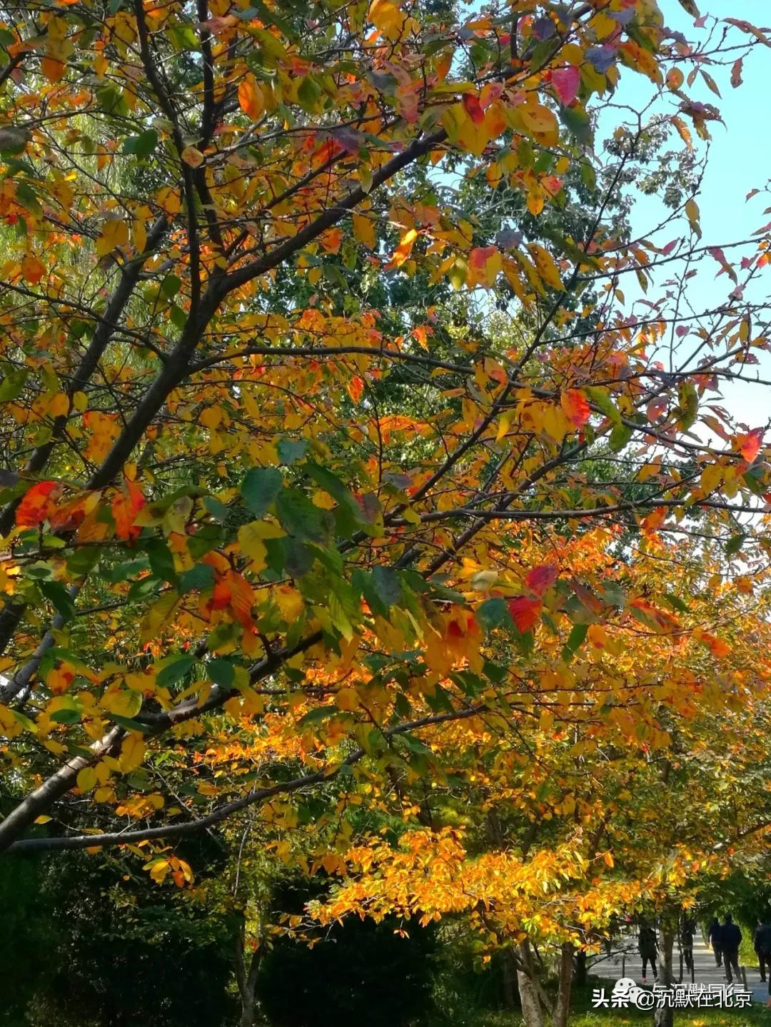 北京之秋的感受,最美的北京之秋