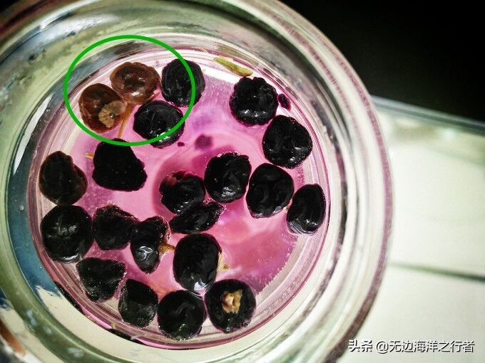 黑枸杞跟黄菊花泡水什么颜色,枸杞泡水呈什么颜色为正品