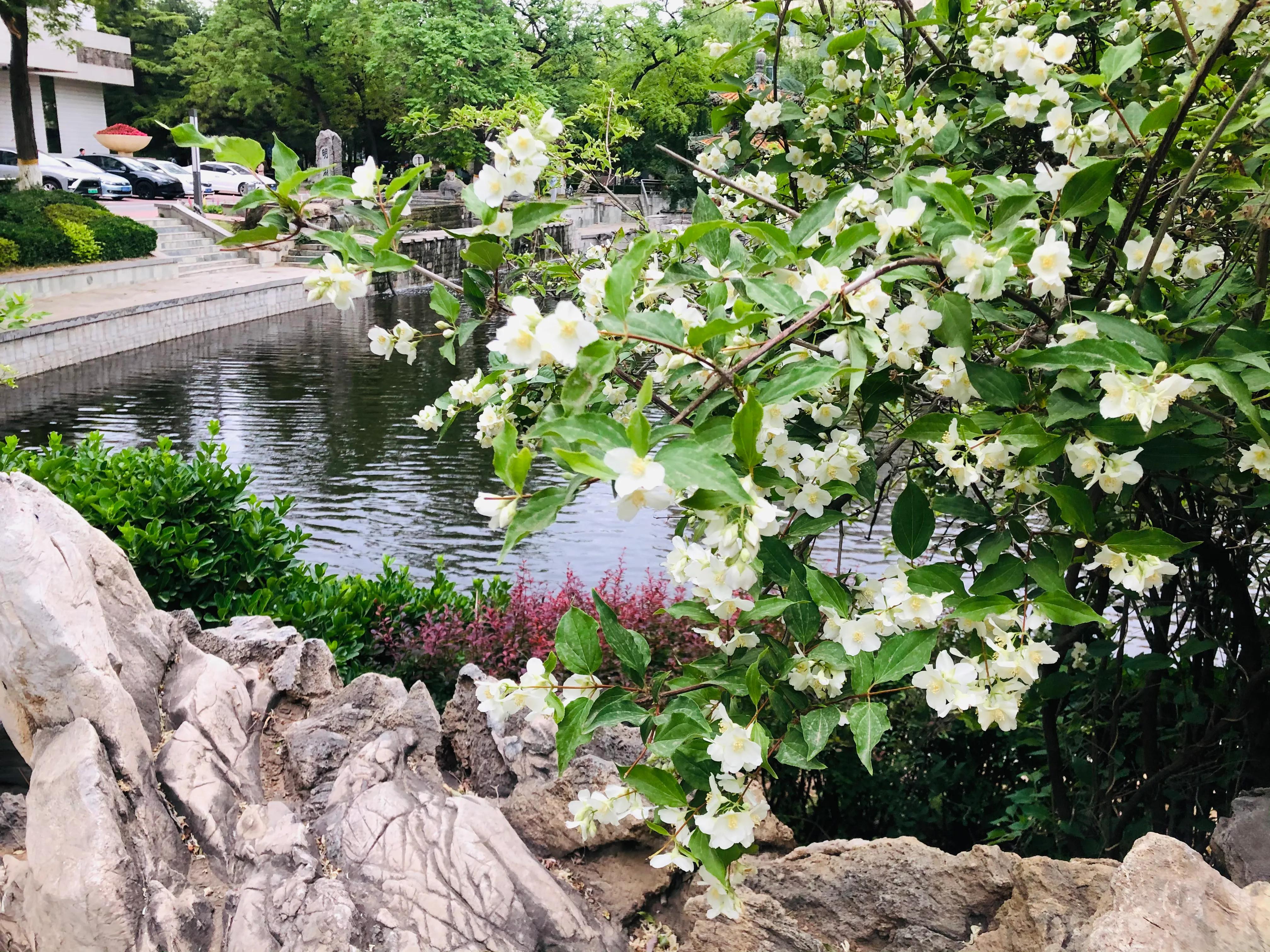 具有传奇故事的太平花你听说过吗？见过吗？