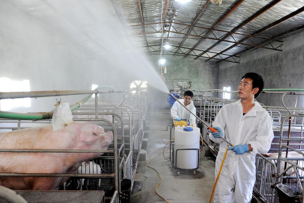 生猪养猪政策有哪些,生猪养殖最新政策