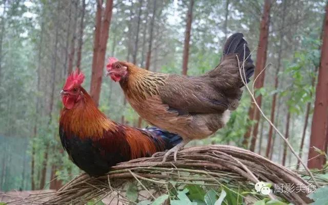 全世界的鸡都在这了，有你认识的吗？