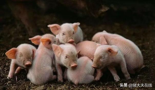 冬季养猪死亡率高防止冬季新生仔猪死亡的5项措施