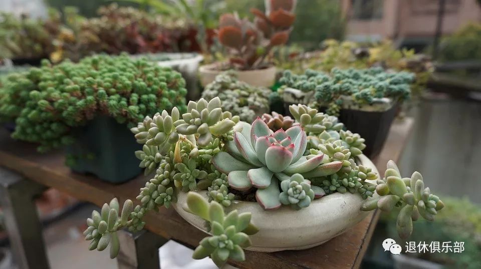 常见有毒红宝石多肉植物,最常见的多肉植物有毒吗