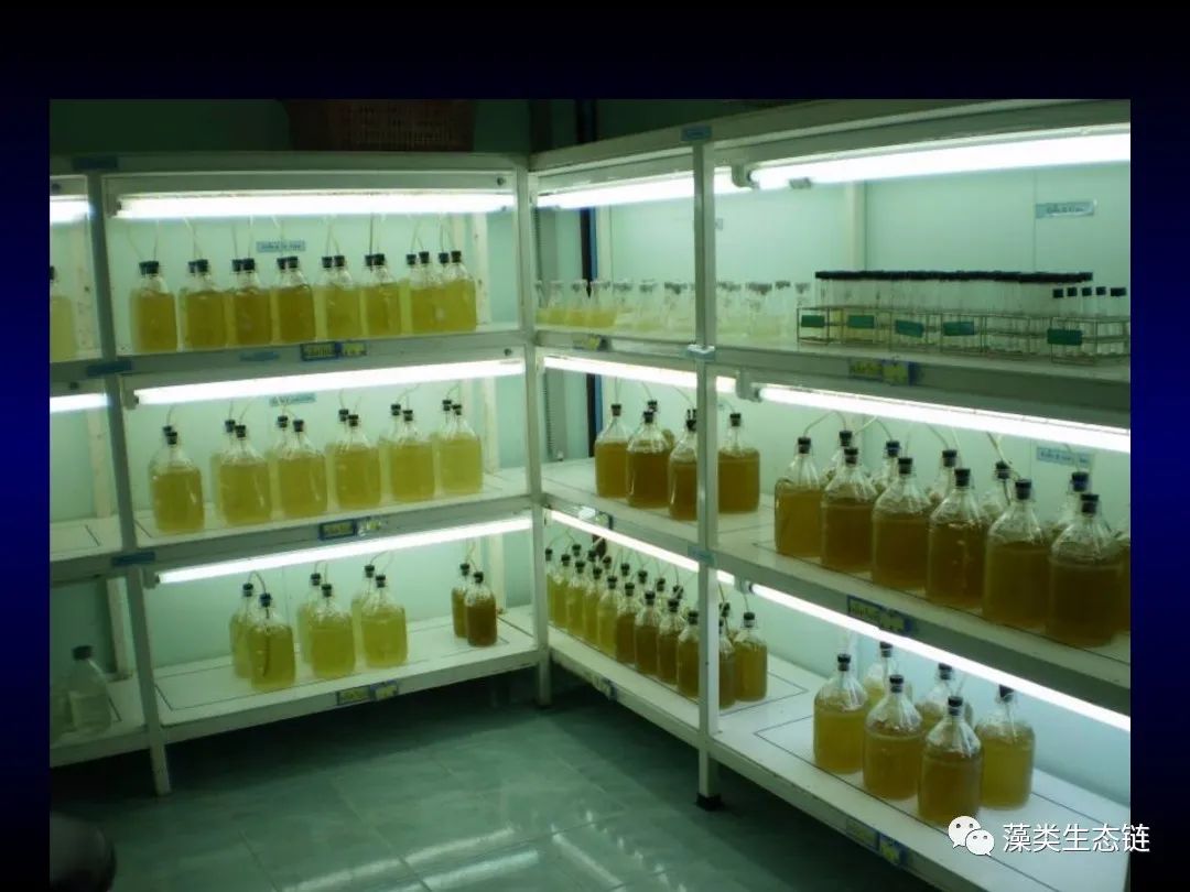 藻类培养课程视频教程,海南藻类生态链