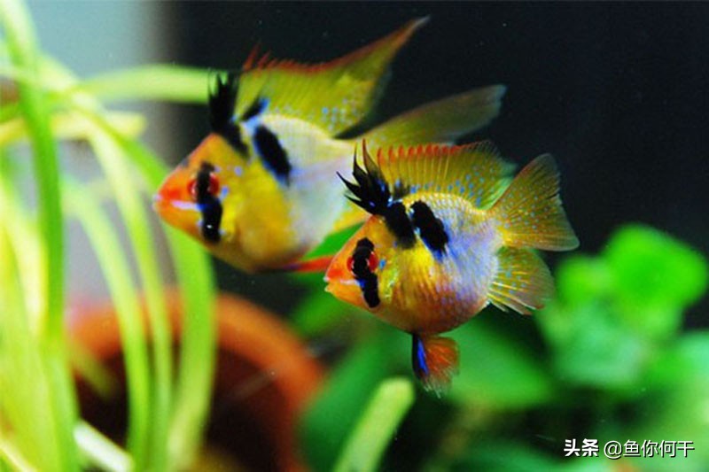 冬季培养硝化细菌真难,冬天硝化细菌怎么生成