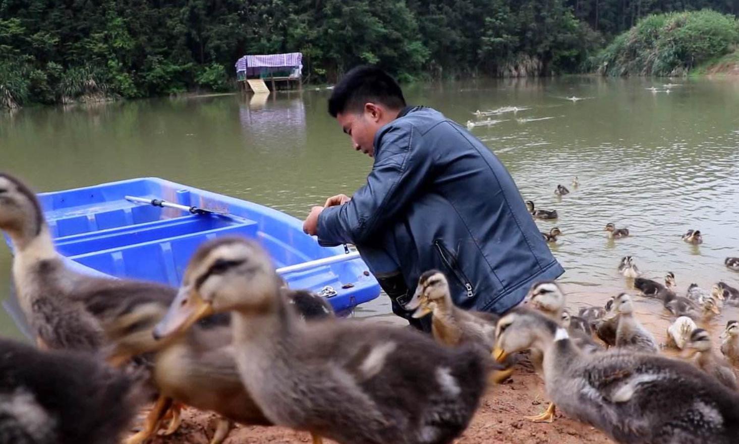 农村很多土狗,很多农村里的土狗