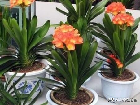 君子兰怎么养出宽大肥厚的叶片,君子兰怎么养叶片才茂盛