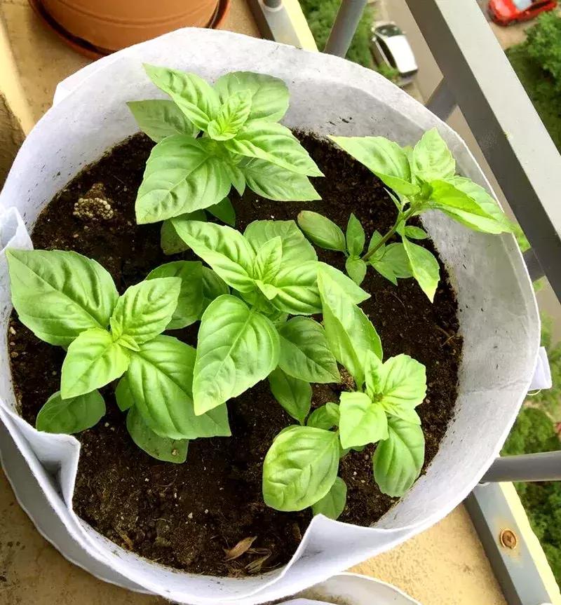 小众且美味的蔬菜,惊艳爽口的蔬菜