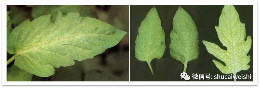 番茄缺镁有什么症状,番茄病毒病的防治和缺素防治