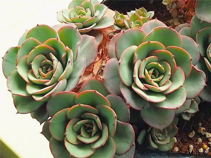 什么多肉夏天也可以继续生长,教你十大多肉养护技巧