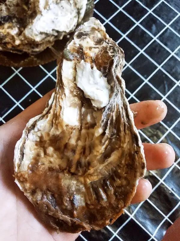 过年买海鲜买哪里的,海鲜市场什么东西可以养