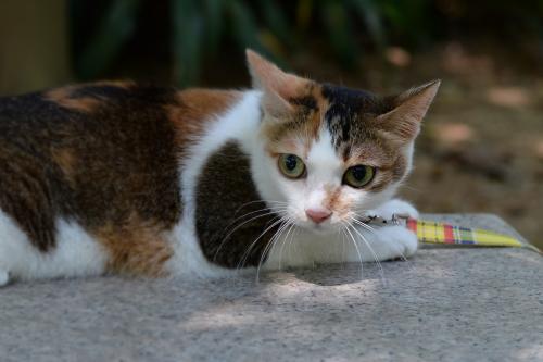 这些有趣的小宠物肯定会让你发笑,那些宠物的爆笑瞬间