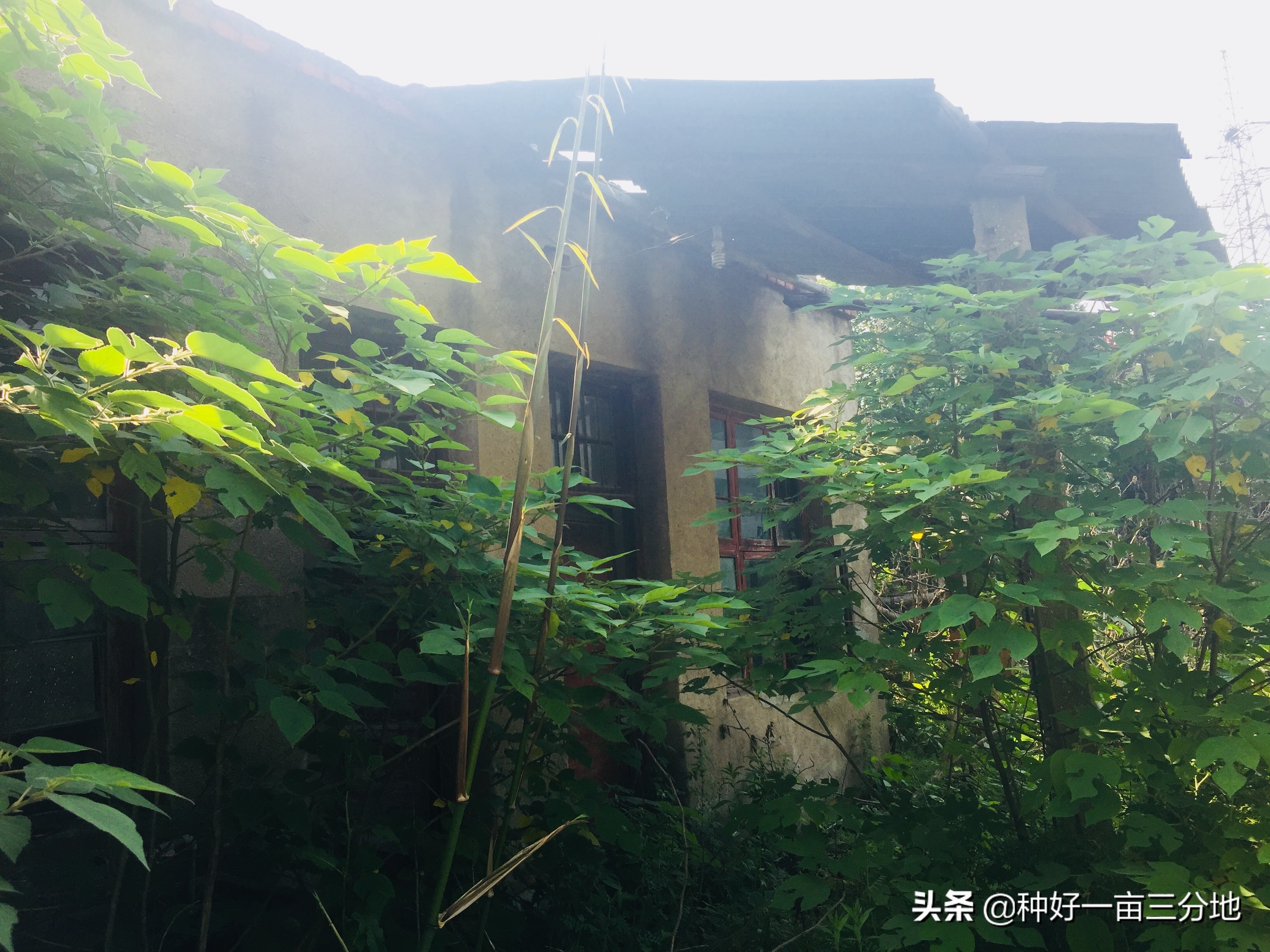 湖北的废弃小学,湖北荒废废弃学校