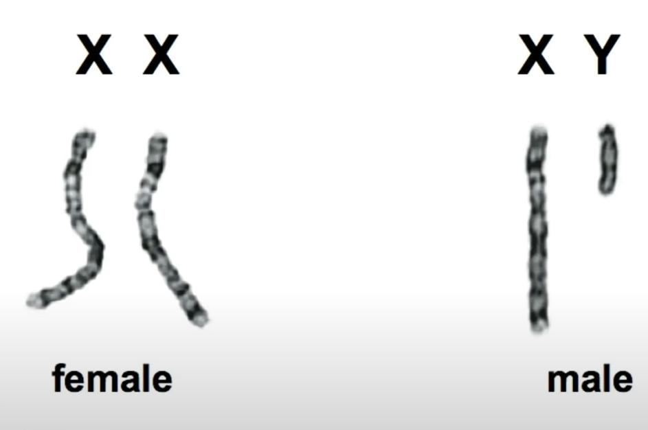 y染色体500万年后消失了吗,男性y染色体正在消失