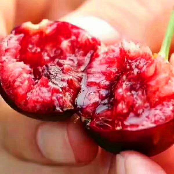 怎么避免樱桃里有虫子,大樱桃虫子怎么去除