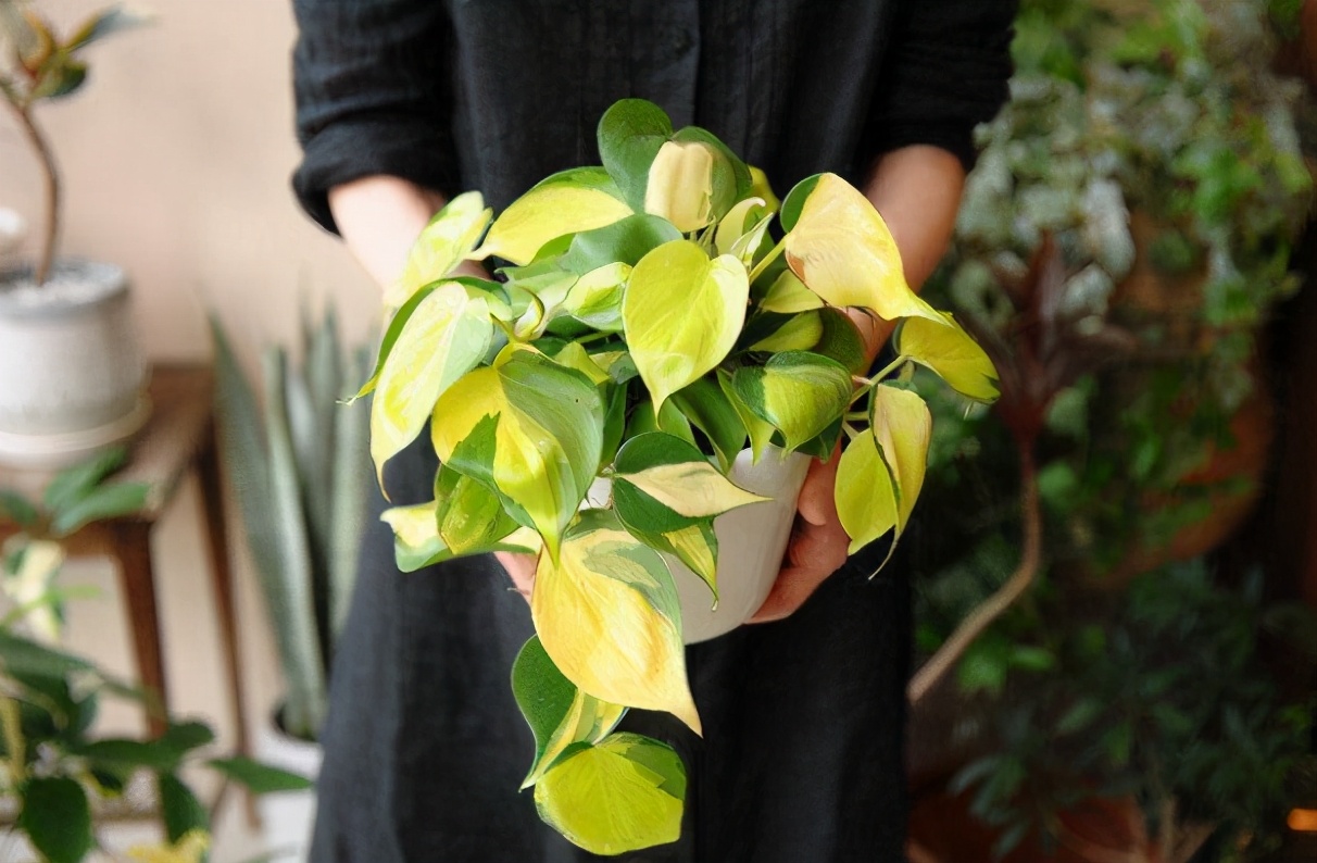 养的绿萝烂根是什么原因,绿萝黄叶了怎么办教你一招救活