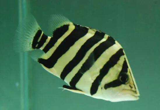 虎鱼体型分类,虎鱼种类区别