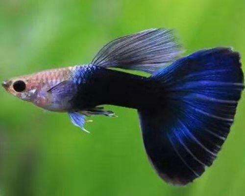 刚出生的孔雀鱼苗和大孔雀鱼混养,刚出生的孔雀鱼苗要不要捞出来