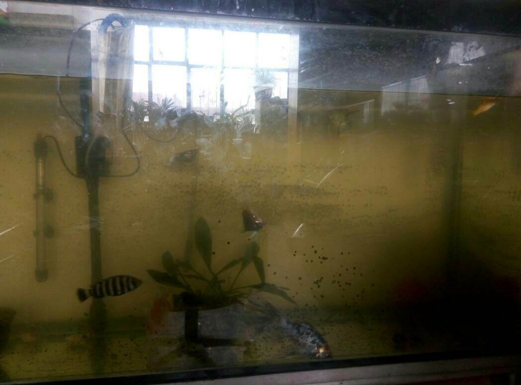 鱼缸有腥臭味水发黄要换多少水,鱼缸里腥臭味太重需要全部换水吗