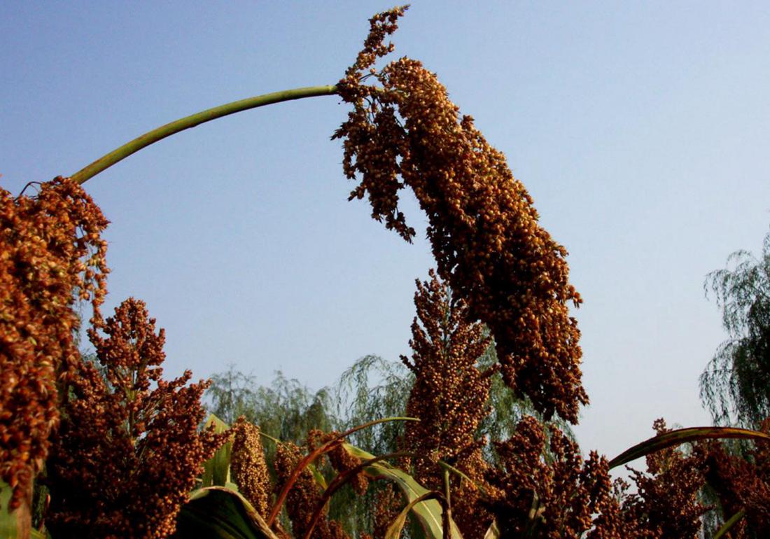 高粱怎么种才能高产,高粱种植技术高粱种子