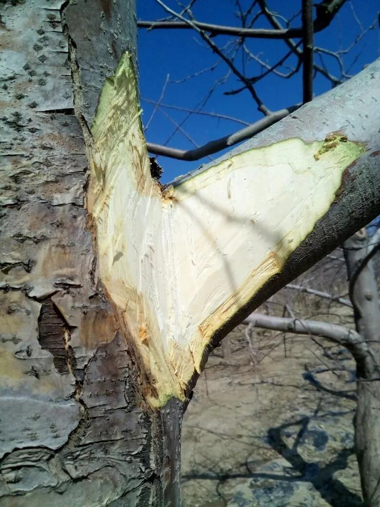 腐烂病是什么病害,腐烂病的防治