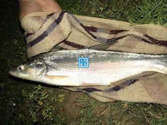 野生大湖钓鱼视频大全,深山老林水库野钓